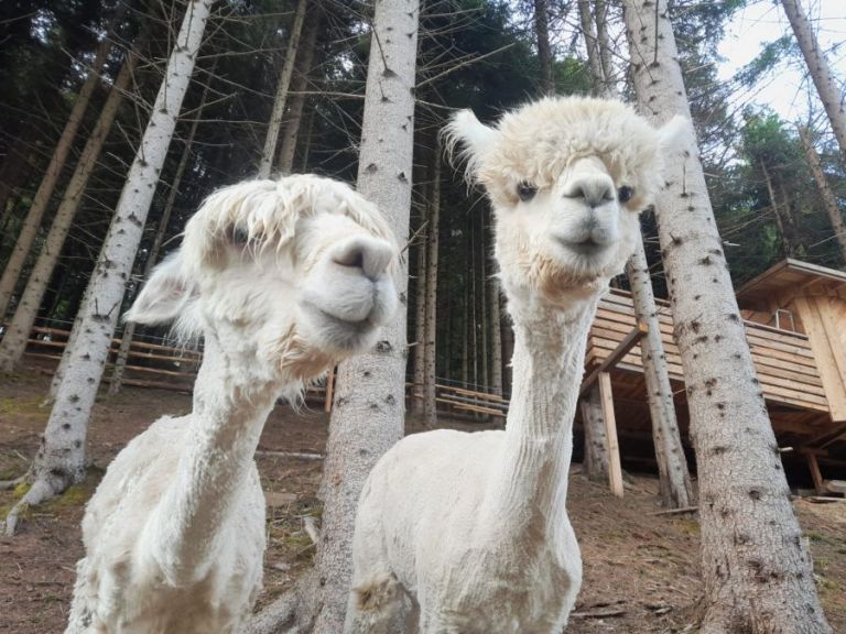 alparka3.jpeg