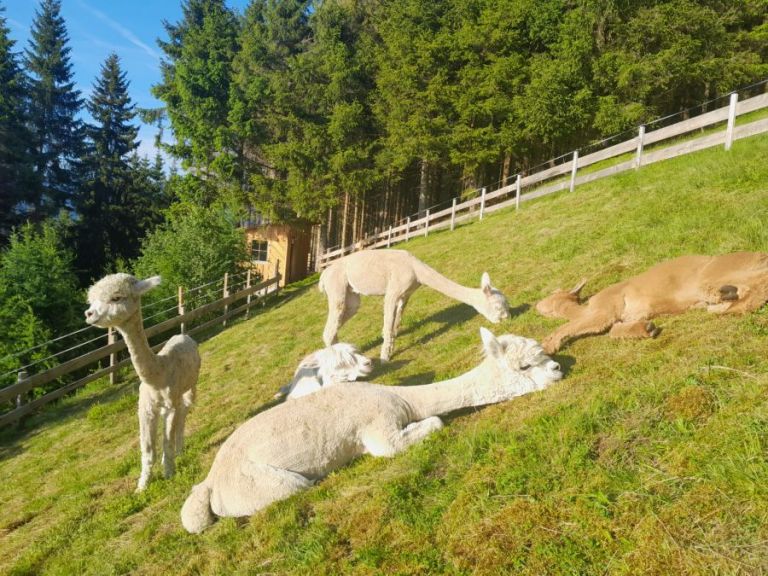 Alparka2.jpeg