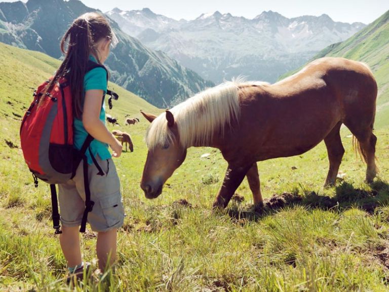 Pferdekoppel im Sommer